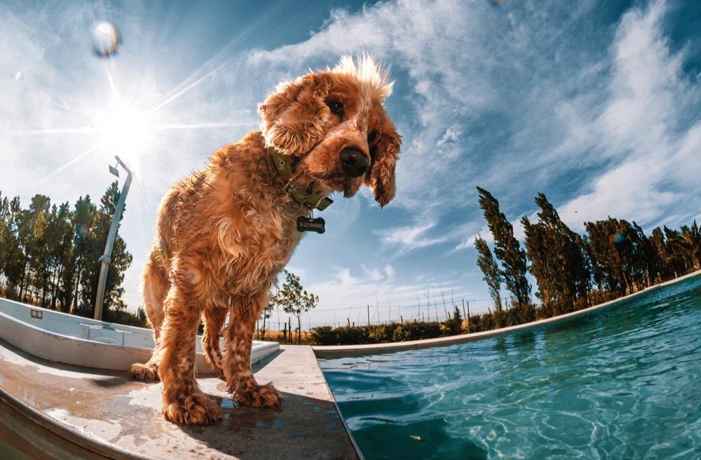 7 Handy Uses for a Dog Cooling Coat - Pawdaw of London