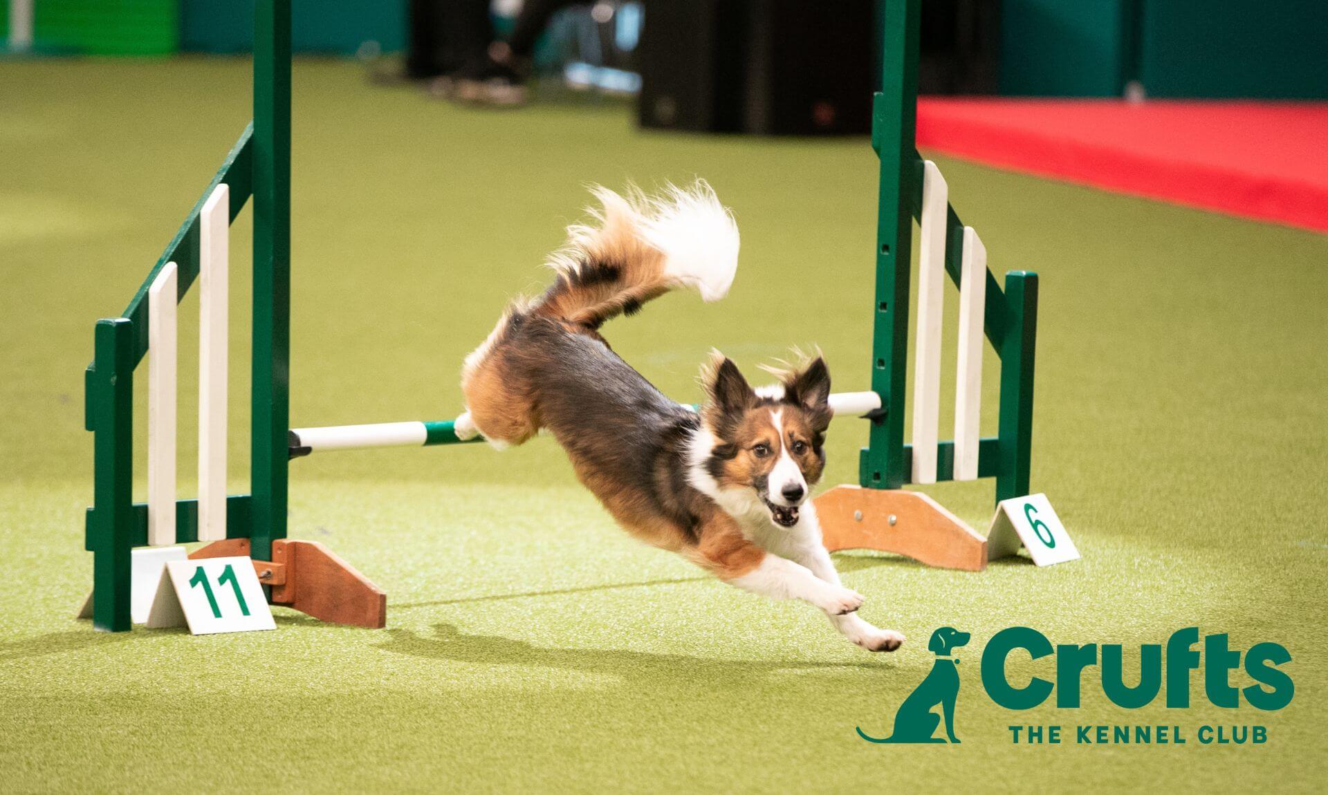 What is Crufts?: 25 Facts about Crufts | Pawdaw of London