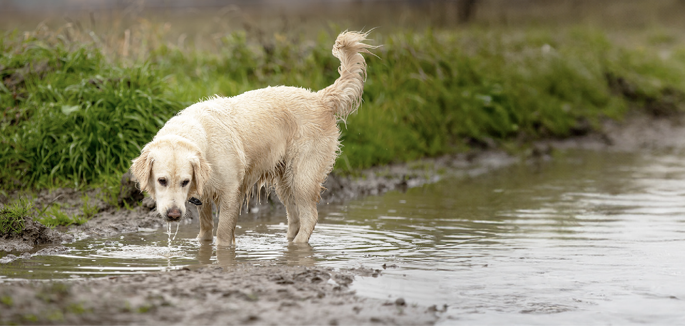 The Benefits of Walking Your Dog Daily | Pawdaw of London
