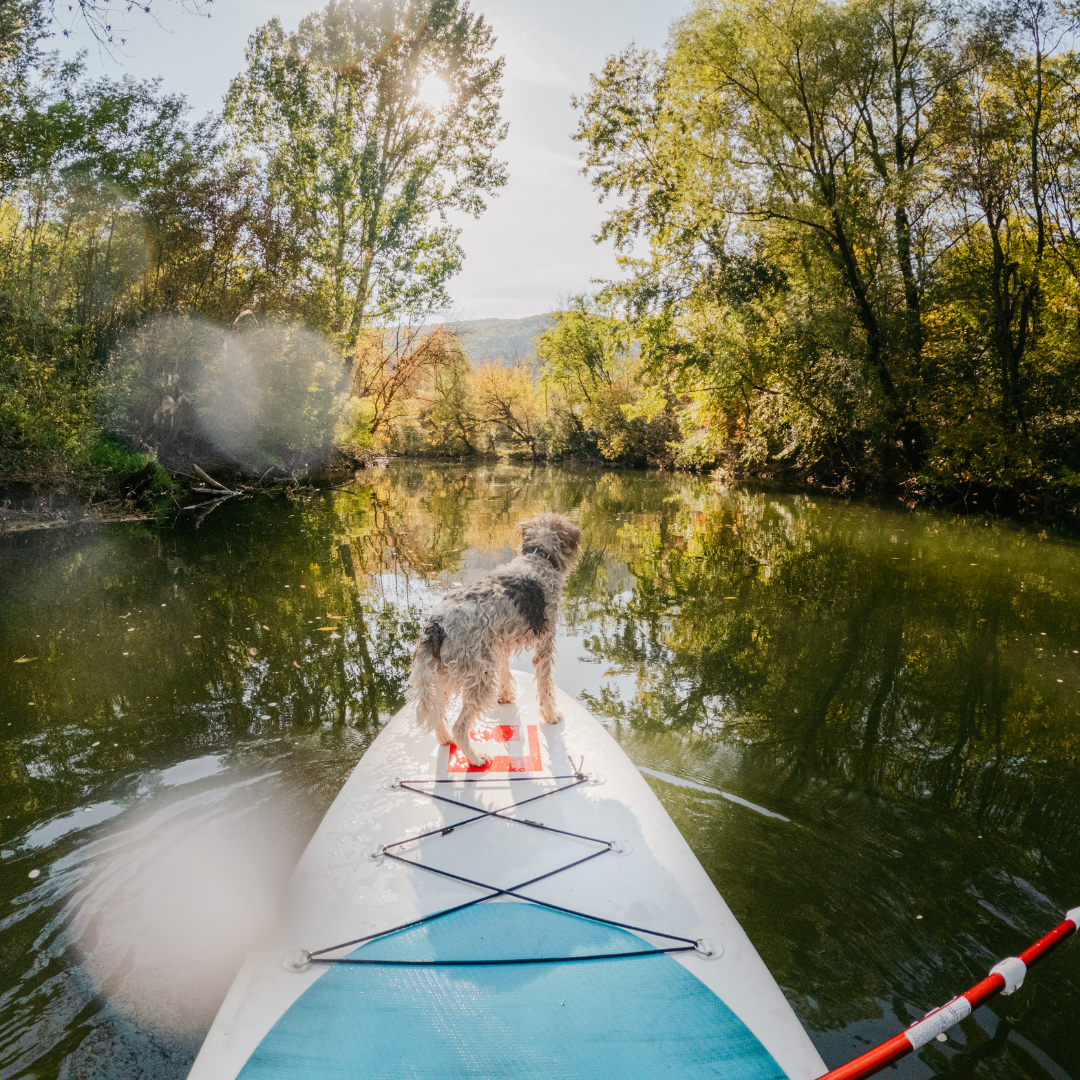 The Complete Guide to Dog Paddle Boarding | Pawdaw of London