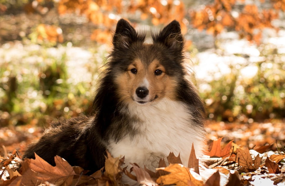 9 Dog-Friendly Activities To Try This Autumn