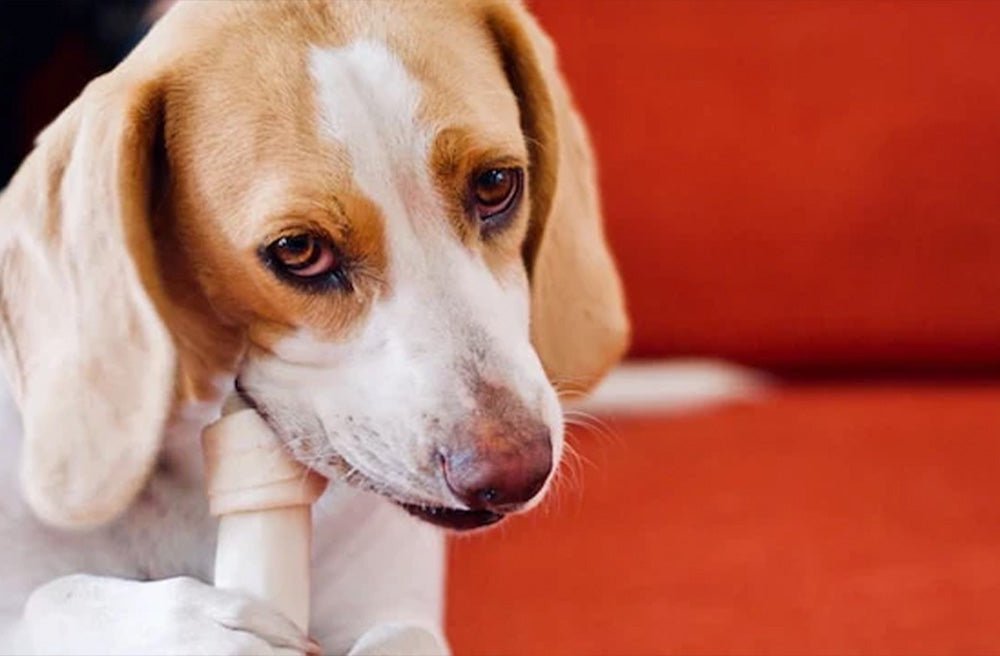Can I Give My Dog Rawhide Chews? Unwrapping the truth about rawhide treats - Pawdaw of London