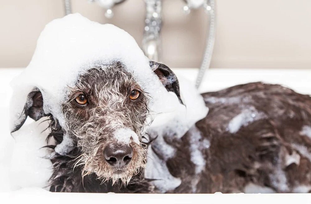 Can I Use Human Shampoo on My Dog? Understanding the Basics of Dog Shampoo - Pawdaw of London
