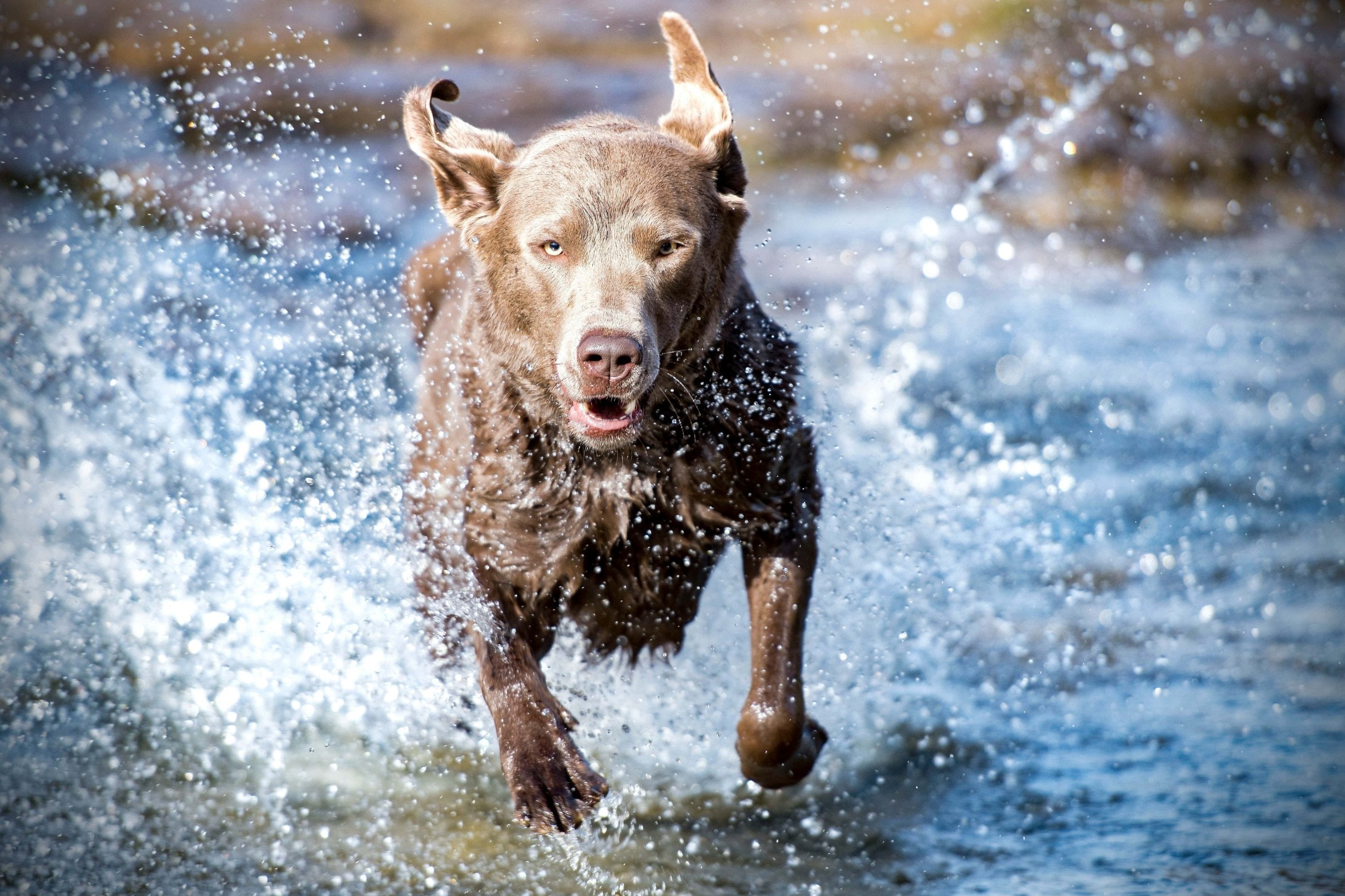 How to Safely Run with Your Dog | Pawdaw of London