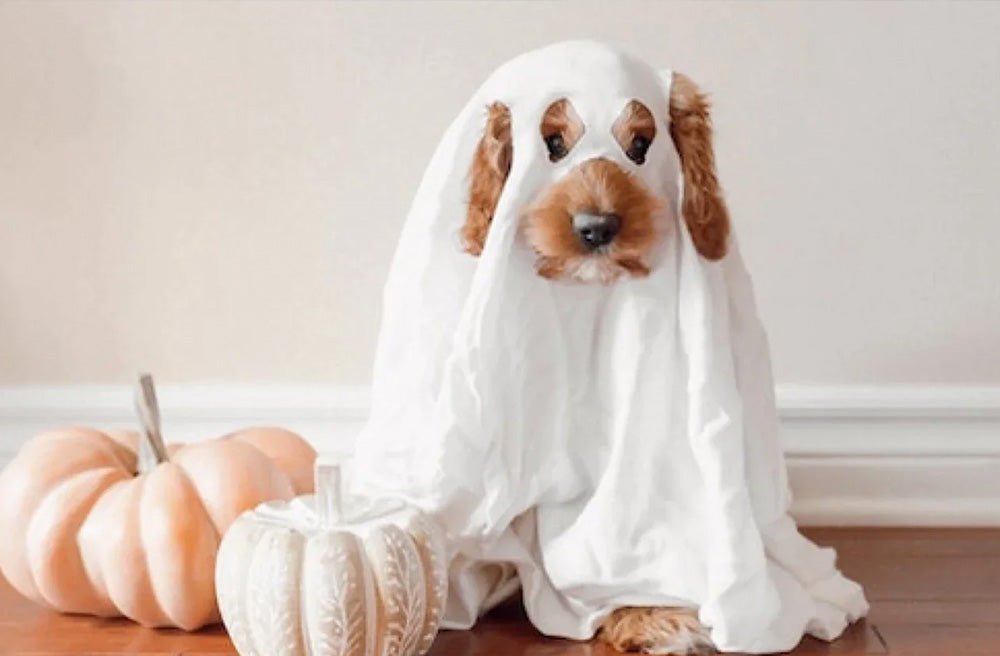 Firework Fears? How to prevent pup panics this Halloween & Guy Fawkes - Pawdaw of London