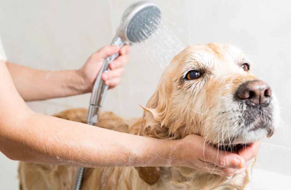 How Often Should I Bathe My Dog: A Comprehensive Guide To Washing Your Pup - Pawdaw of London