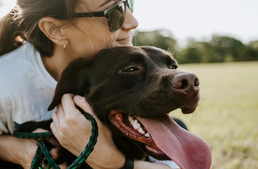 How to Safely Cool a Dog Down In Summer: 8 Top Tips for Keeping Your Dog Cool in the Heat - Pawdaw of London
