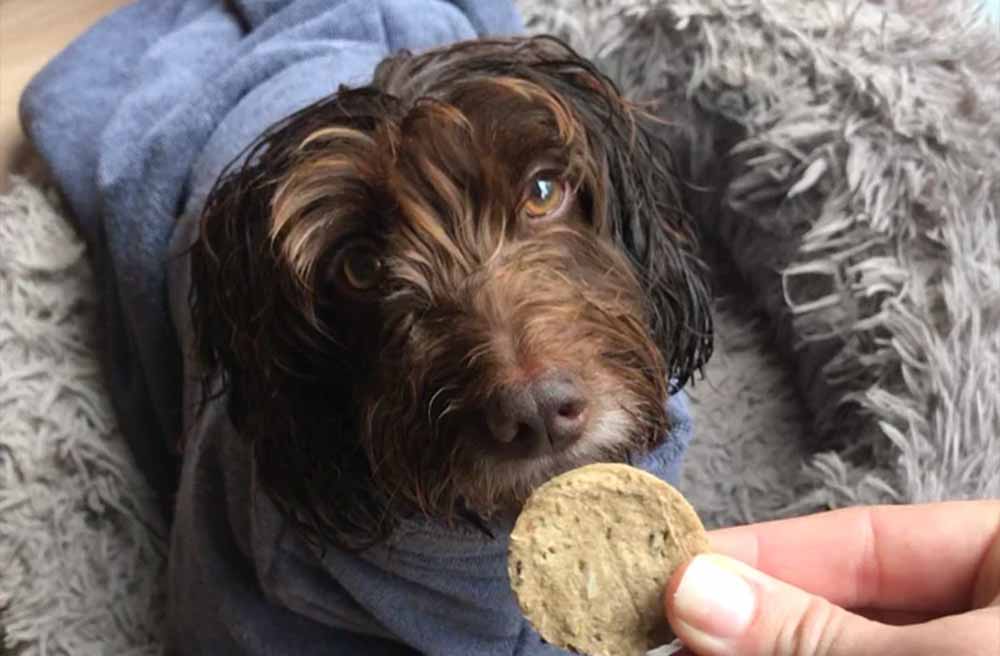 How to Wash Your Dog's Towel and Bedding - Pawdaw of London