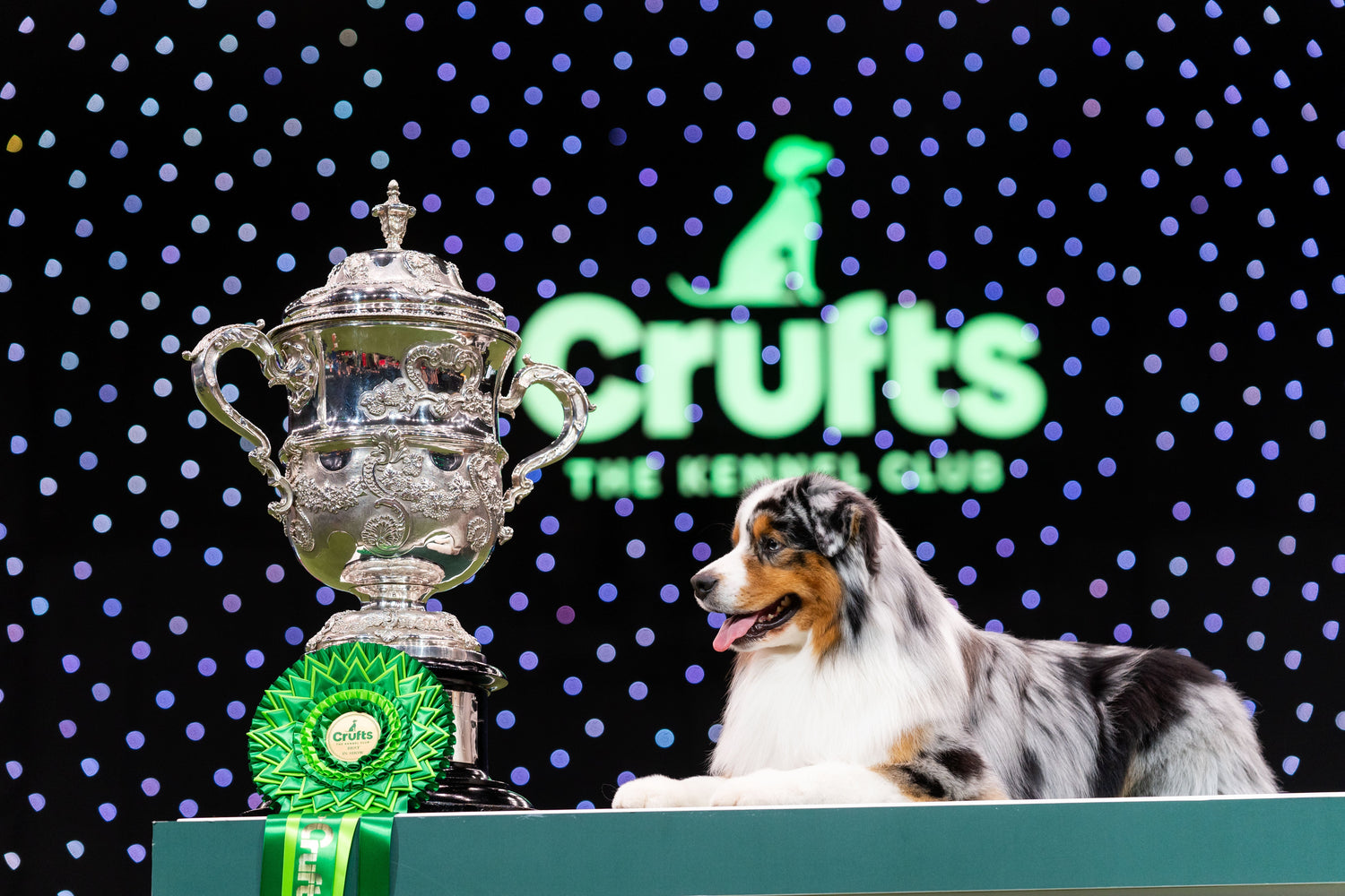 Everything You Need to Know About Crufts | Pawdaw of London
