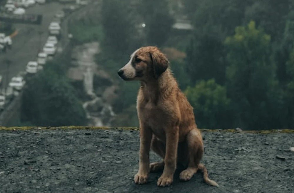 Should I Walk My Dog In The Rain? 7 Tips To Keep You And Your Pup Out In The Wet Weather - Pawdaw of London