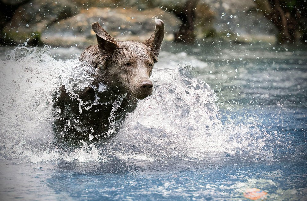 Why Every Dog Owner Needs a High-Quality Dog Drying Bag - Pawdaw of London