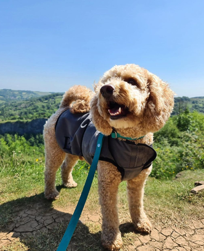 Luxury Dog Cooling Coat