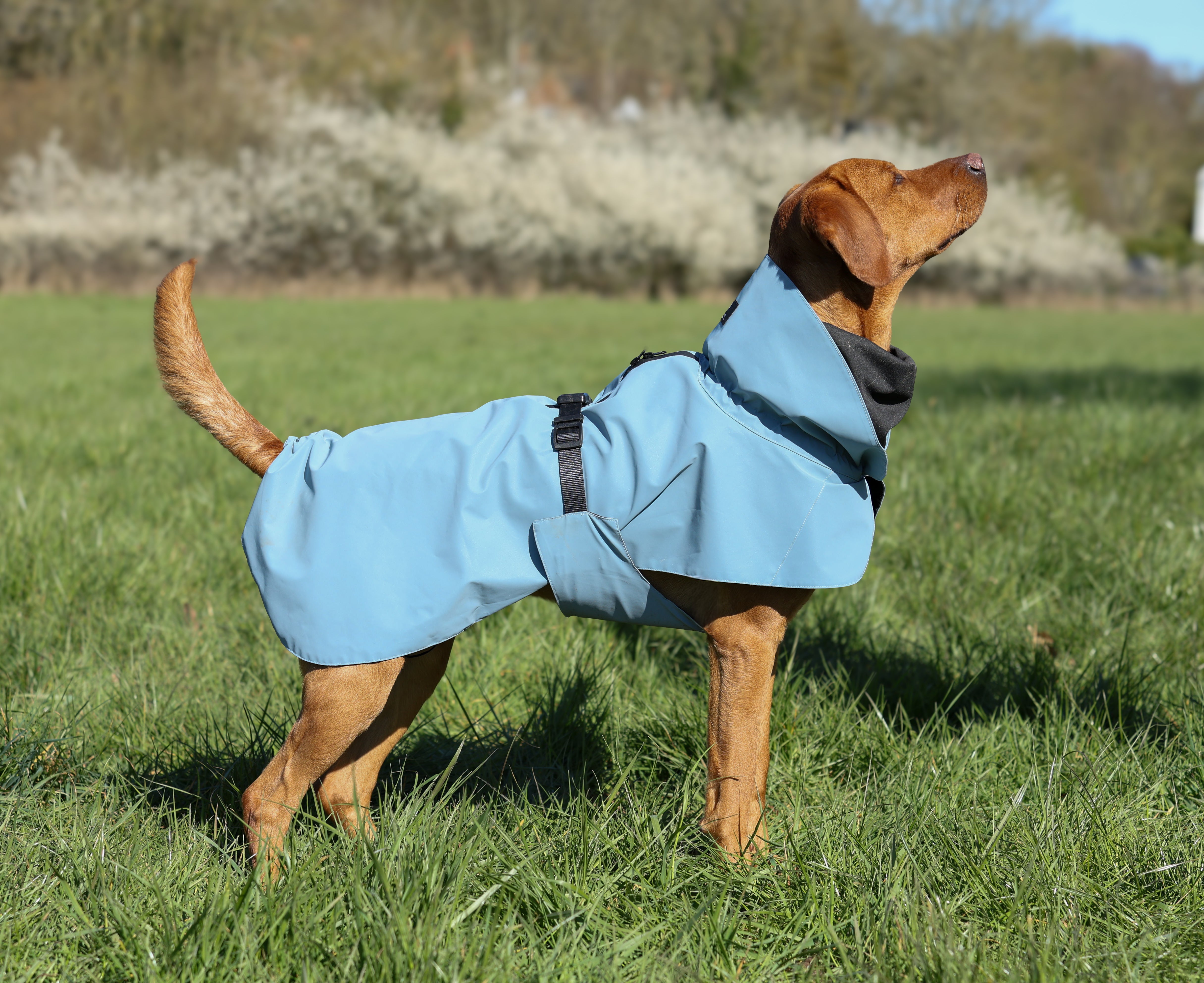 Waterproof Reflective Dog Raincoat