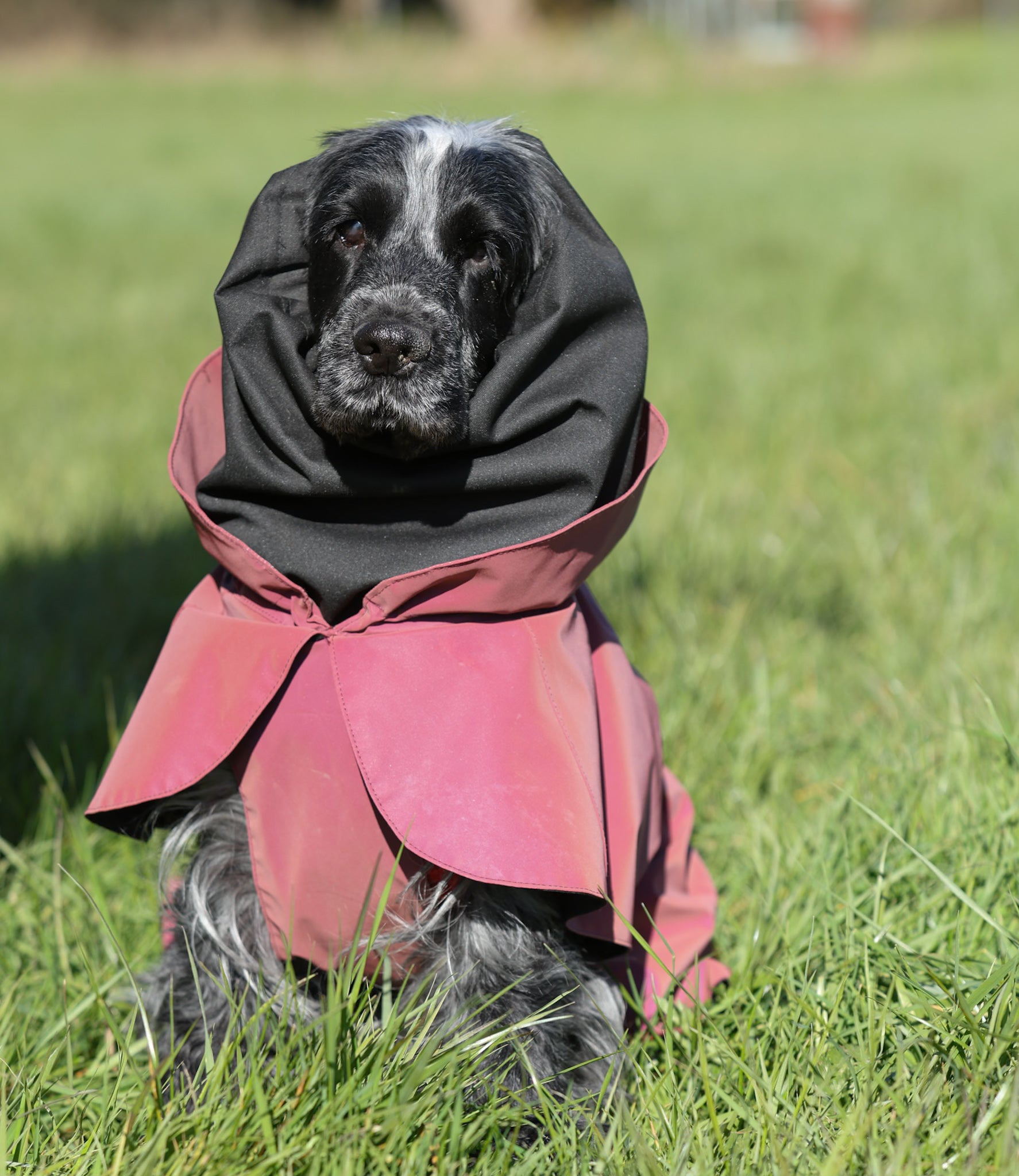Waterproof Rainbow Reflective Raincoat for Dogs - Burgundy - NEW!!