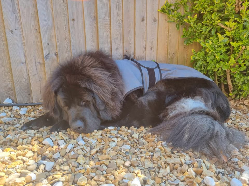 Luxury Dog Cooling Coat