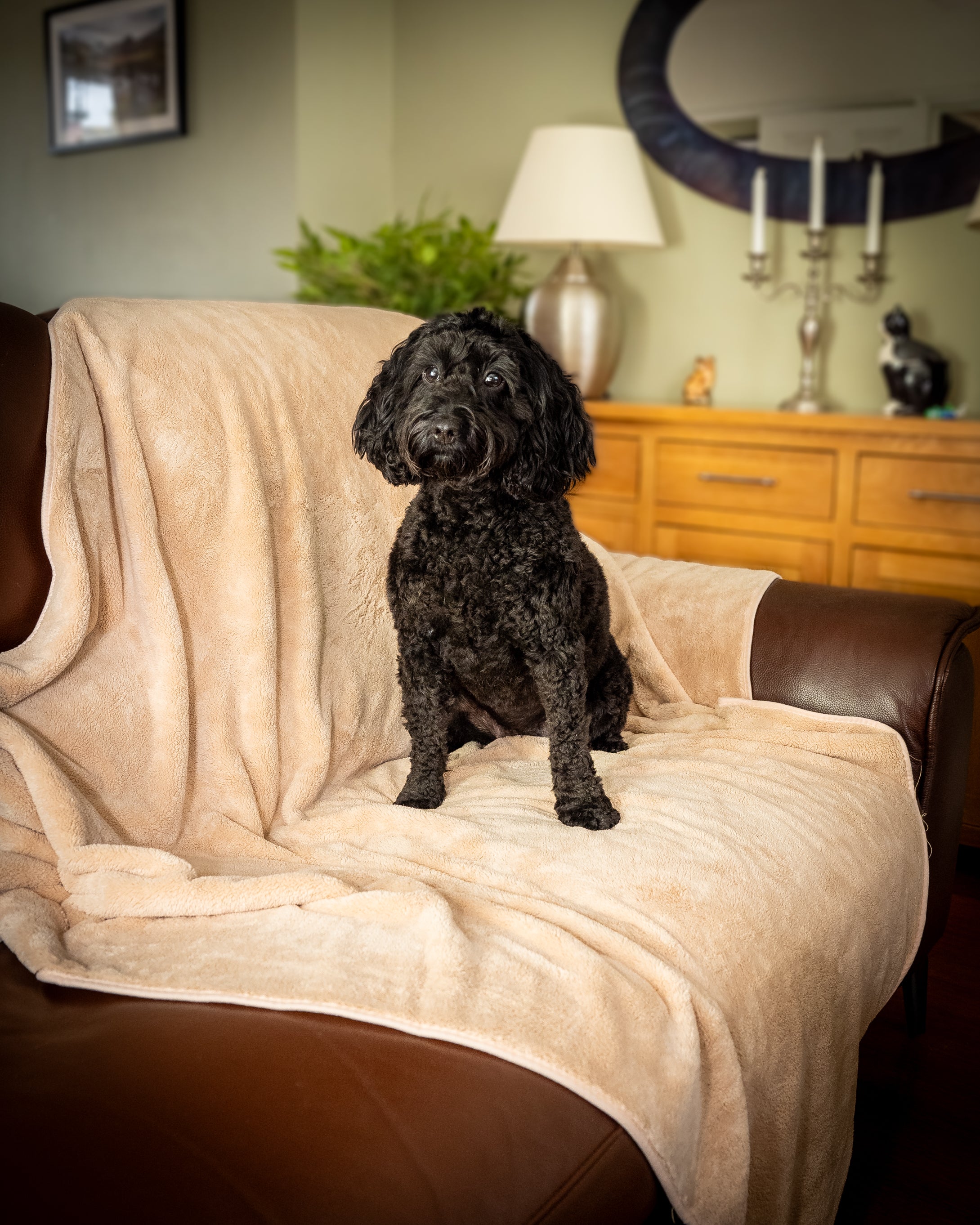 Luxury Throw & Dog Blanket