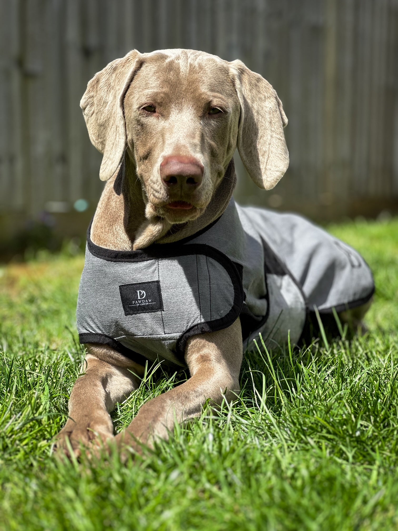 Luxury Dog Cooling Coat