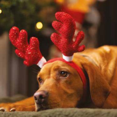 Christmas Sparkle Antlers - Dogs Headband - Pawdaw of London