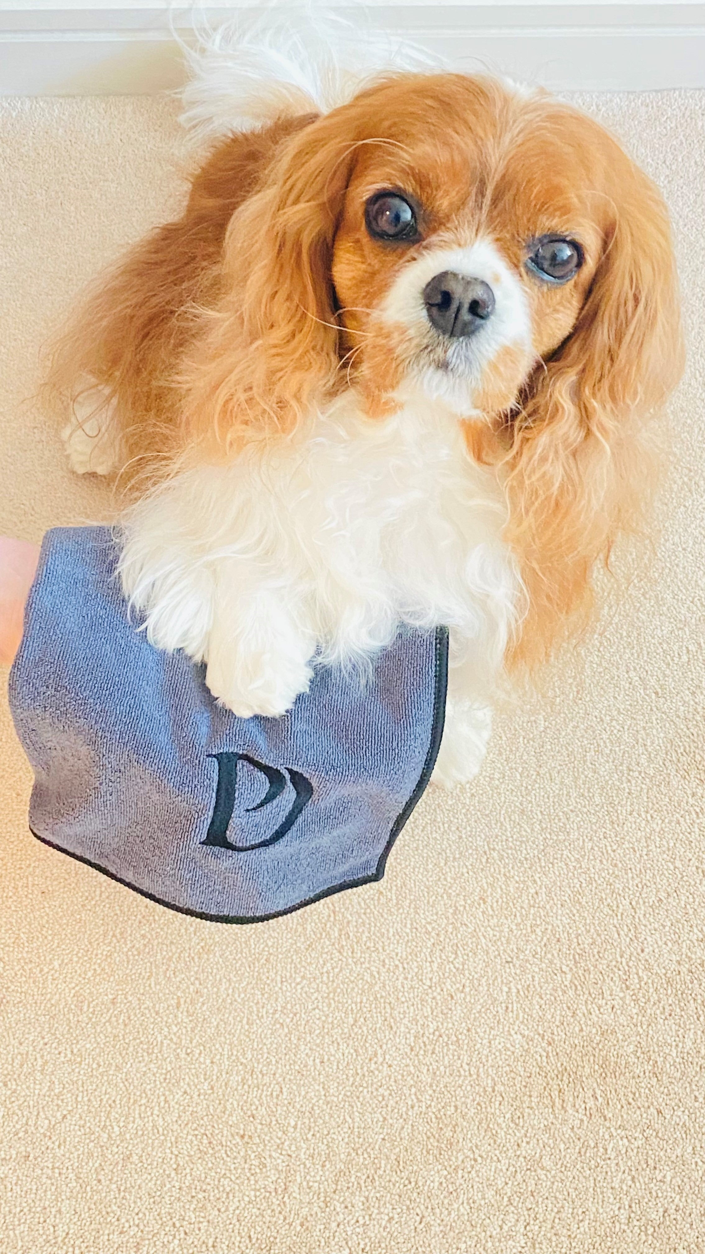 FREE Set of Luxury Dog Paw Towels - Pawdaw of London