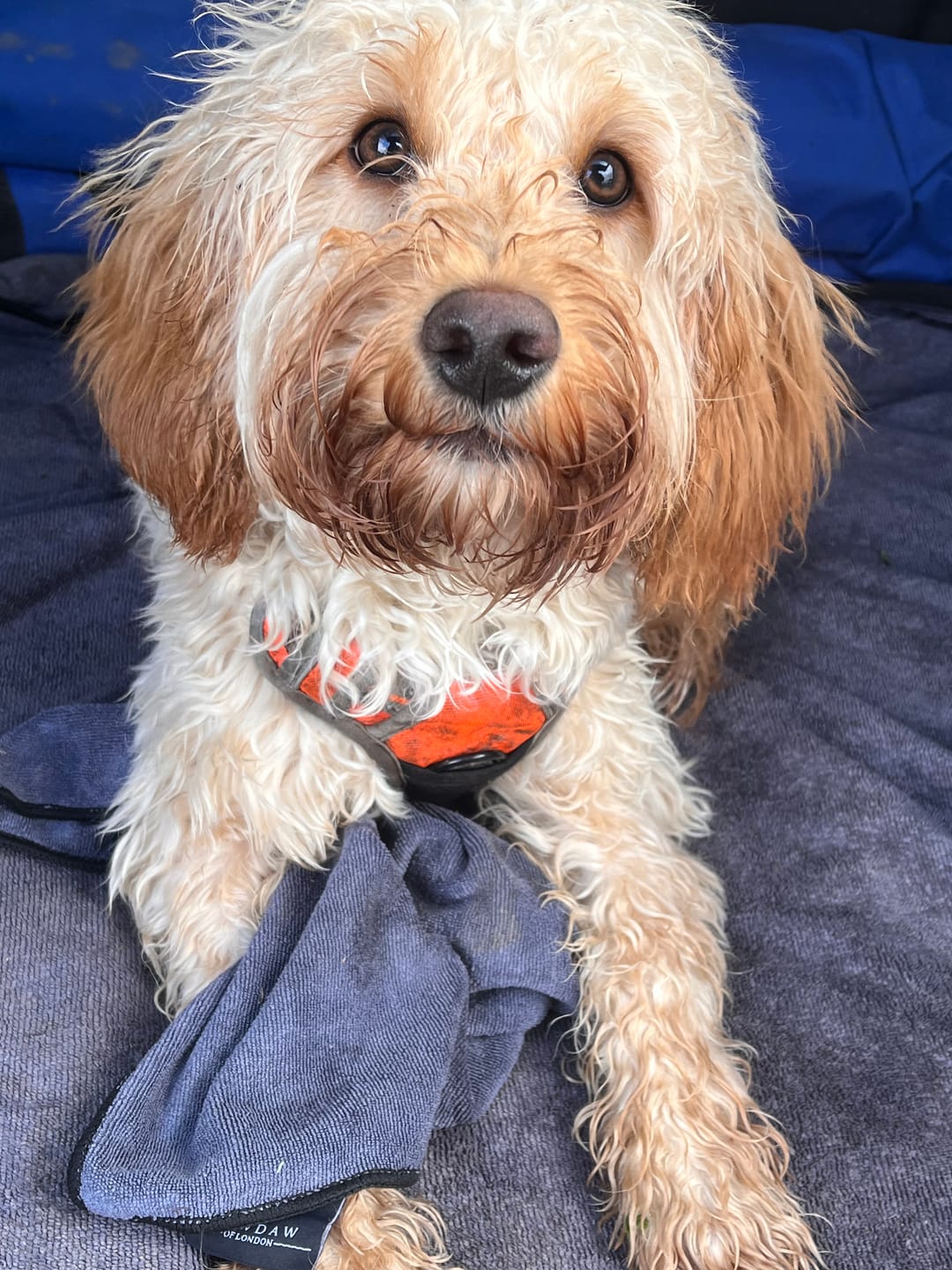 Luxury Dog Paw Towels - Pawdaw of London