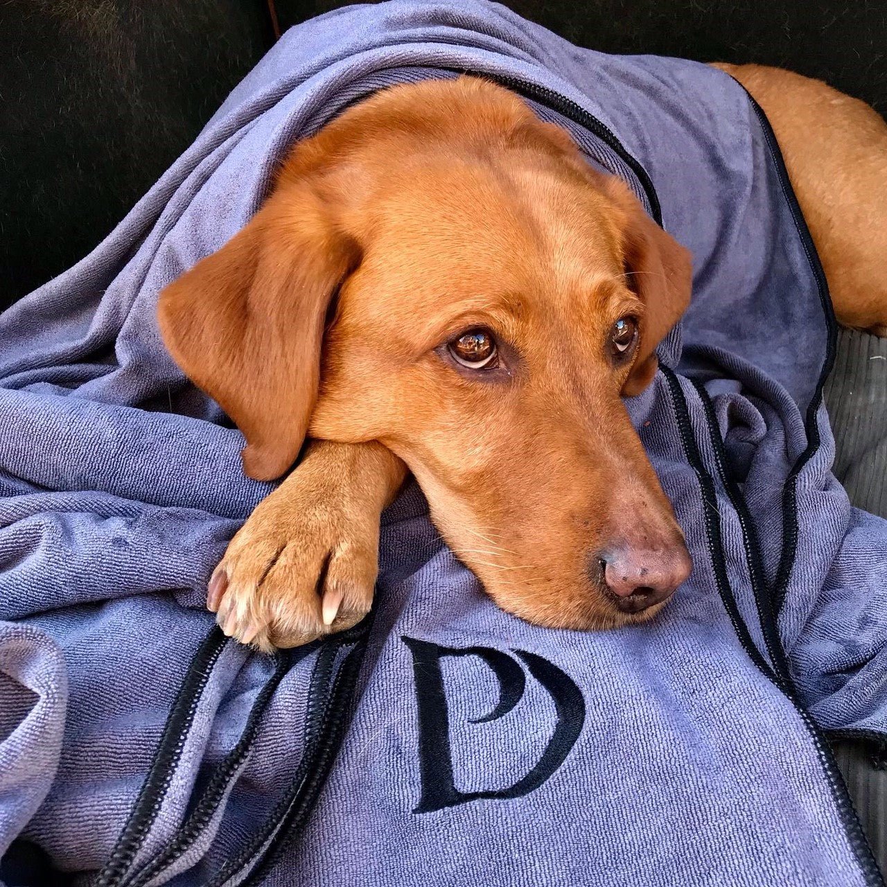 Luxury Dog Towel