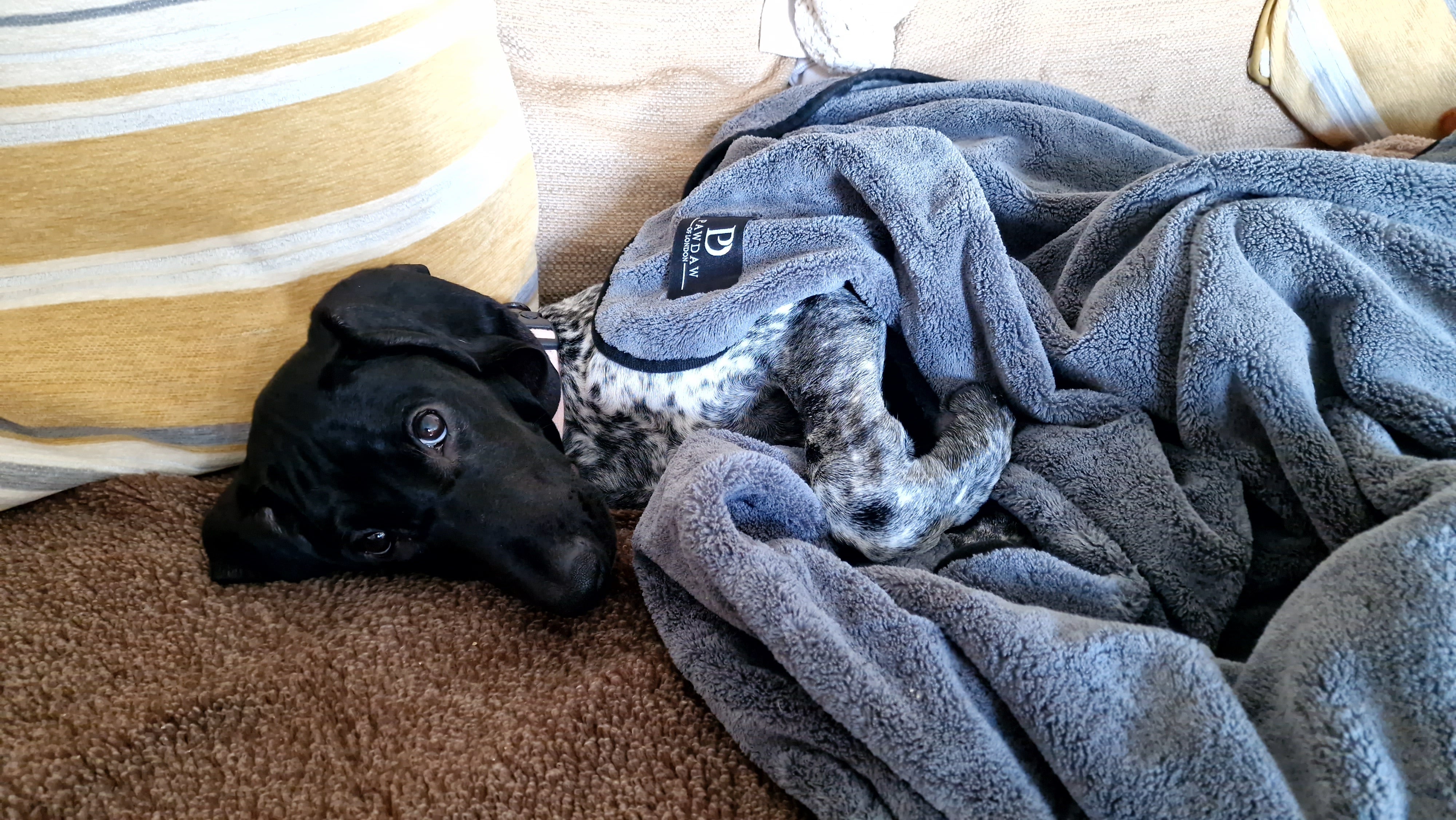 *NEW* Luxury Throw & Dog Blanket - Pawdaw of London