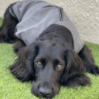 Luxury Dog Cooling Coat - Pawdaw of London