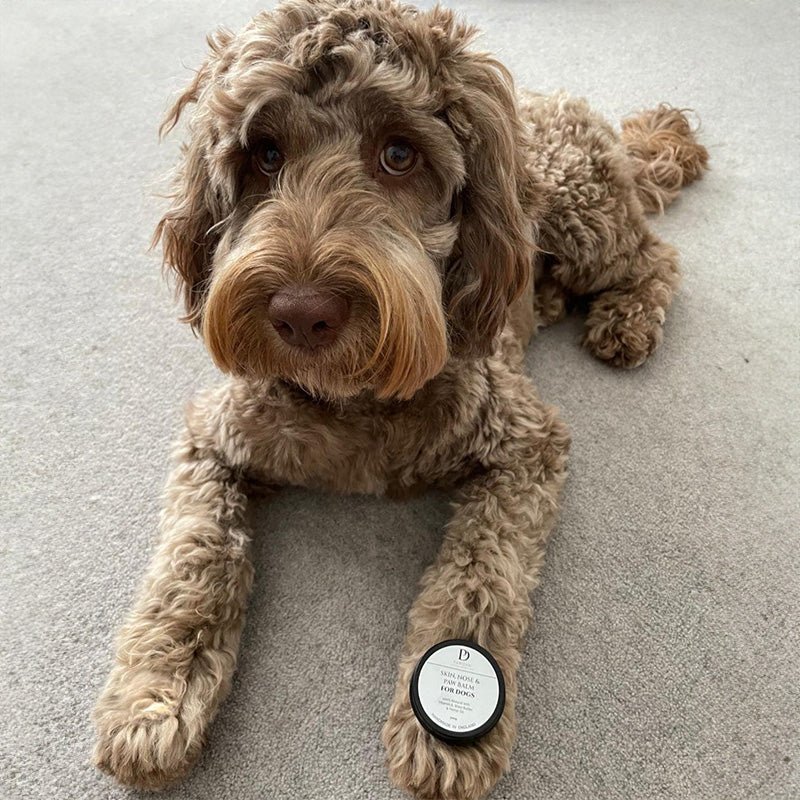 Skin, Nose & Paw Balm - Pawdaw of London