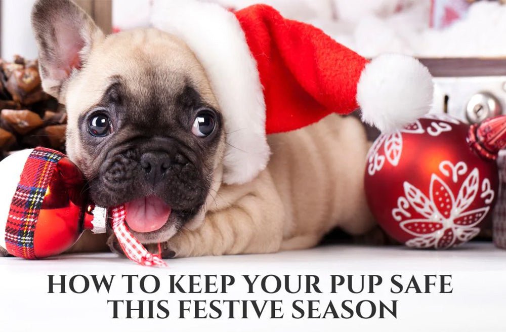 6 Tips for Keeping your Pup Safe this Christmas - Pawdaw of London