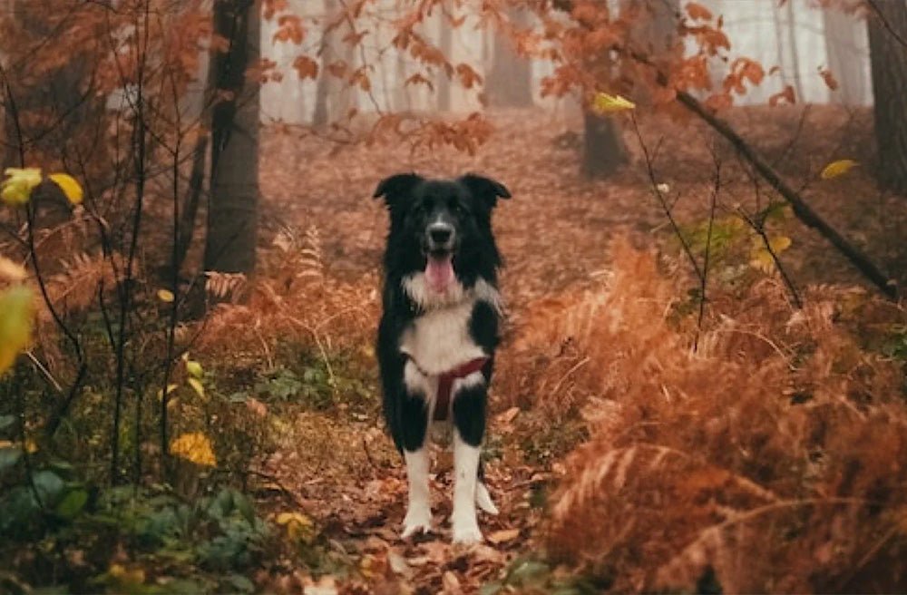 9 Dog-Friendly Activities To Try This Autumn - Pawdaw of London