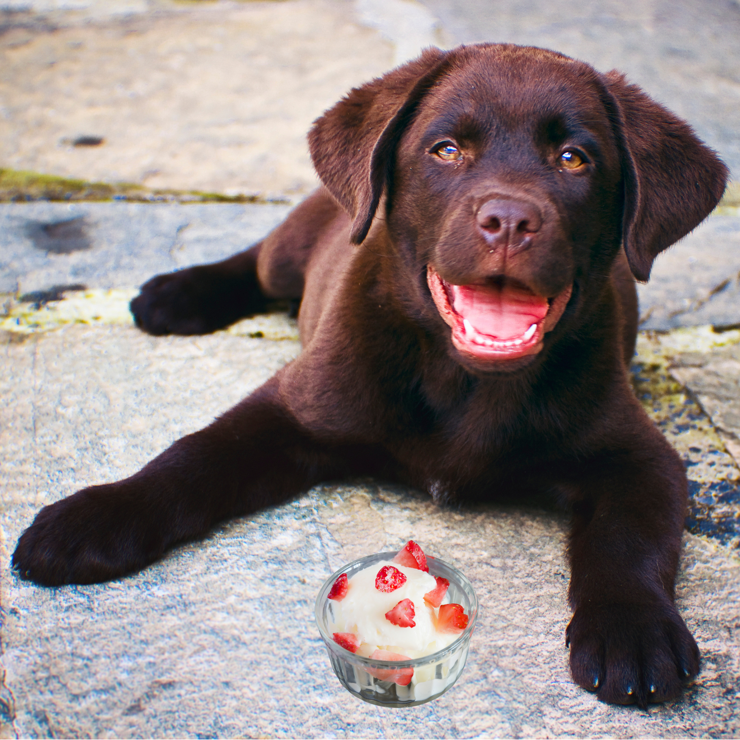 Dog-Friendly Ice Cream
