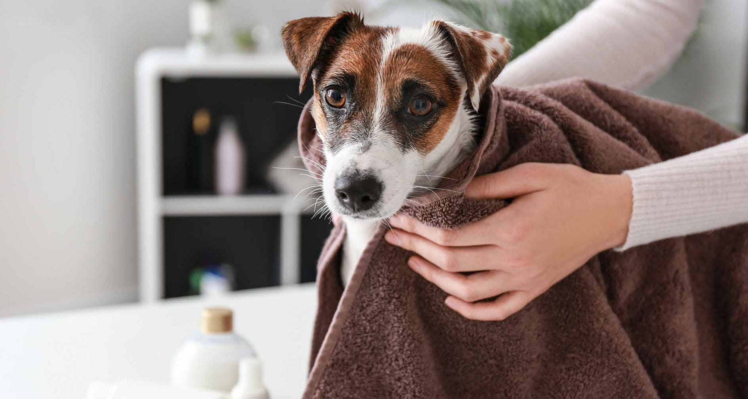 10 top tips for getting rid of dog smell on dog | Pawdaw of London