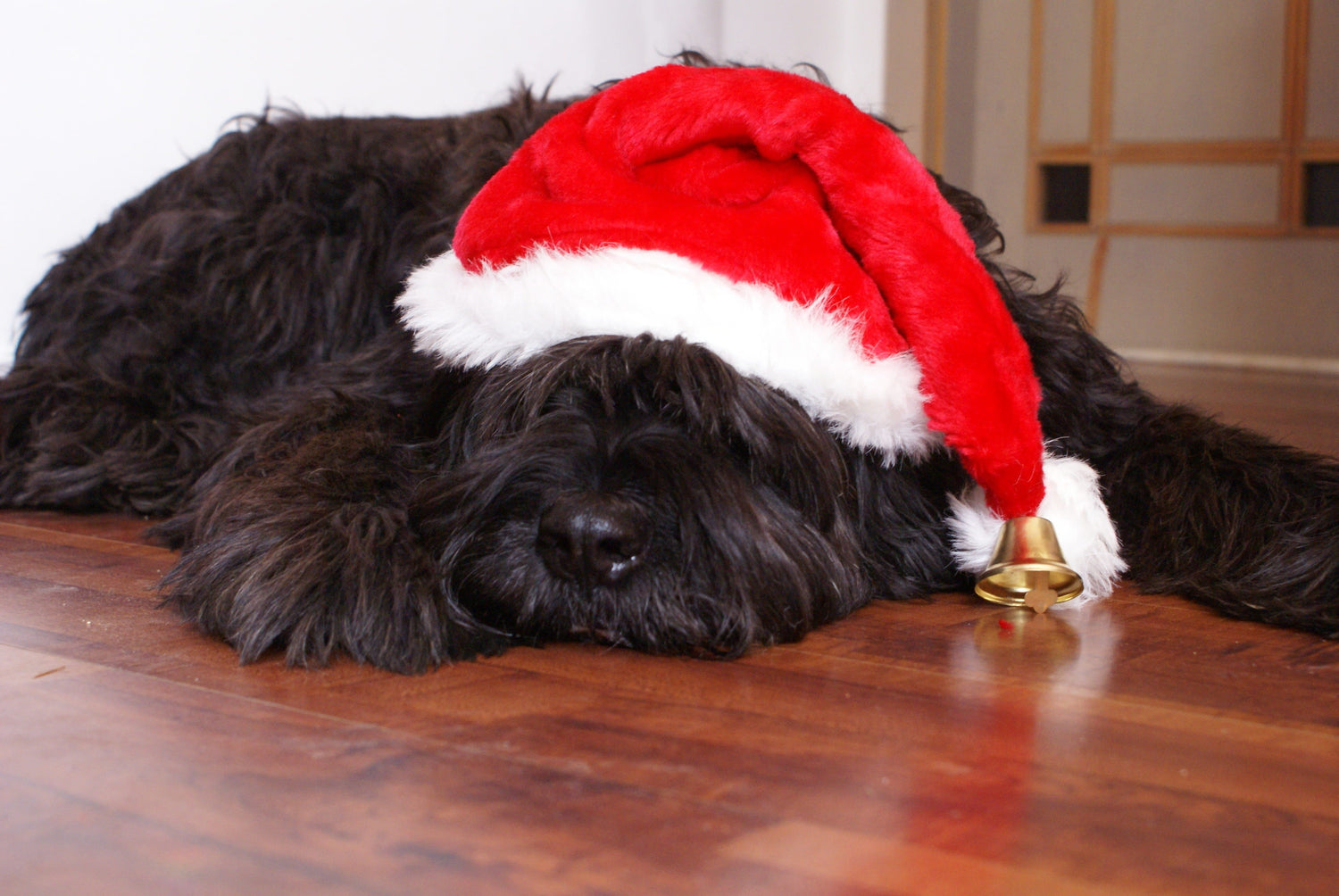 6 Tips for Keeping your Pup Safe this Christmas