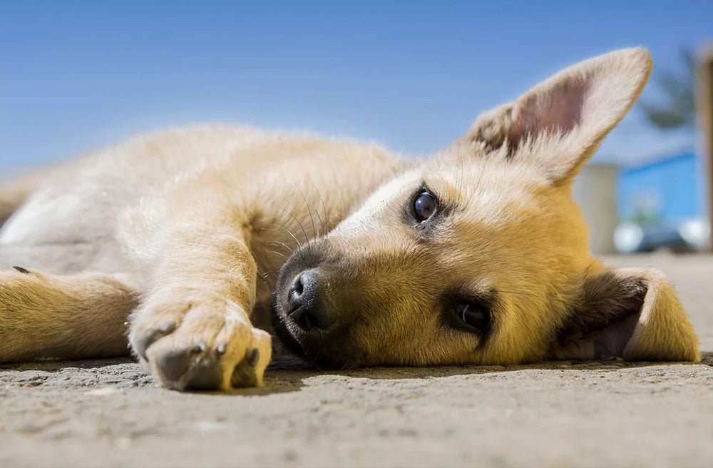 a small dog lying in on the asphalt 