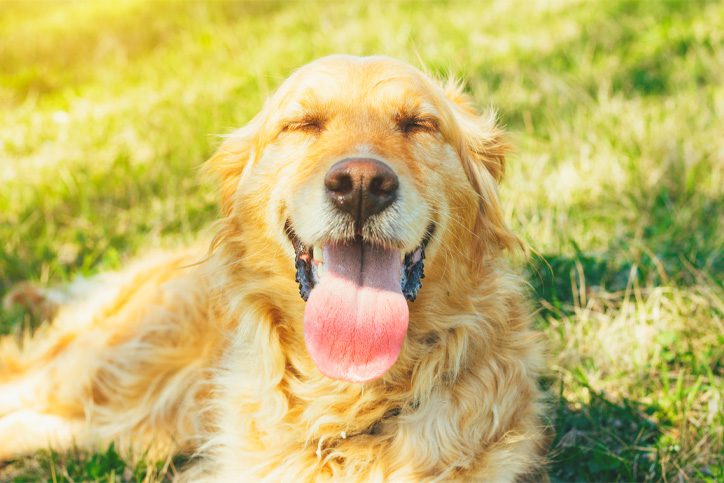 Dog Cooling Coats Explained: Best Cooling Vest for Dogs UK | Pawdaw of London