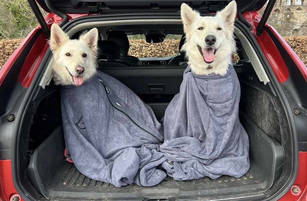 Keeping Your Car Mud Free: 9 Tips For Dog Owners - Pawdaw of London