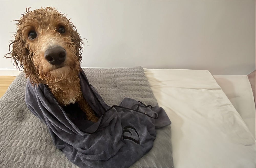 Our Guide to Drying Your Dog After a Bath - Pawdaw of London