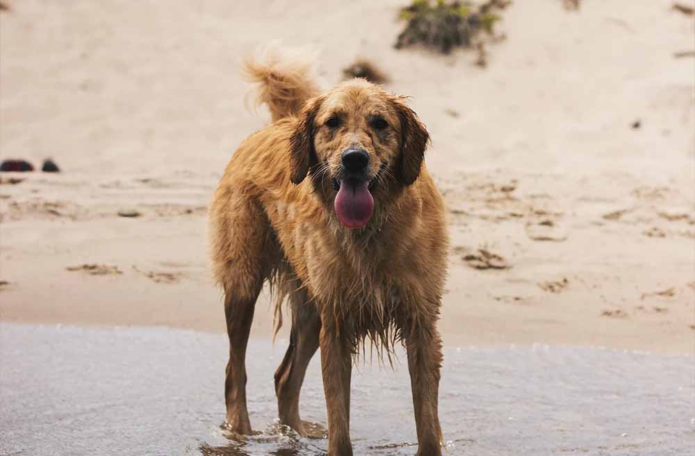 Our Top 10 Dog-Friendly Beaches in the UK - Pawdaw of London