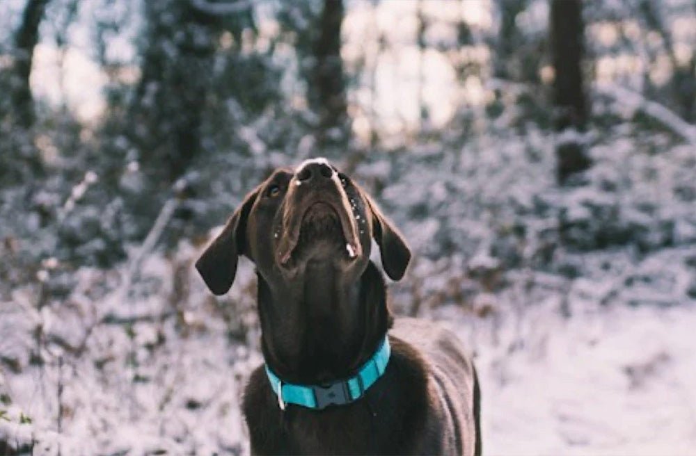 Should I Walk My Dog In The Snow? Our Expert Tips For Winter Walkies - Pawdaw of London
