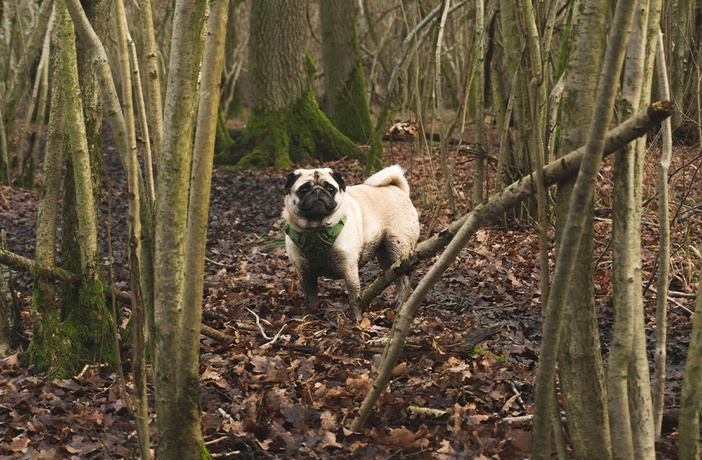 Staying Stylish and Clean While Walking Wet and Muddy Dogs - Pawdaw of London