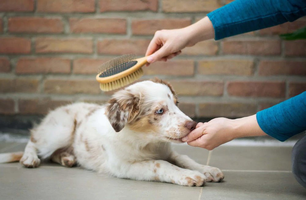 The Benefits of Grooming your Dog - Pawdaw of London