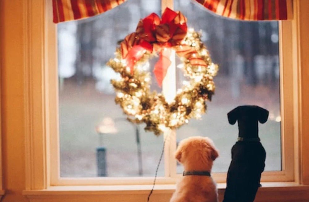 Tis the season: How To Keep A Dog Calm During The Festivities - Pawdaw of London
