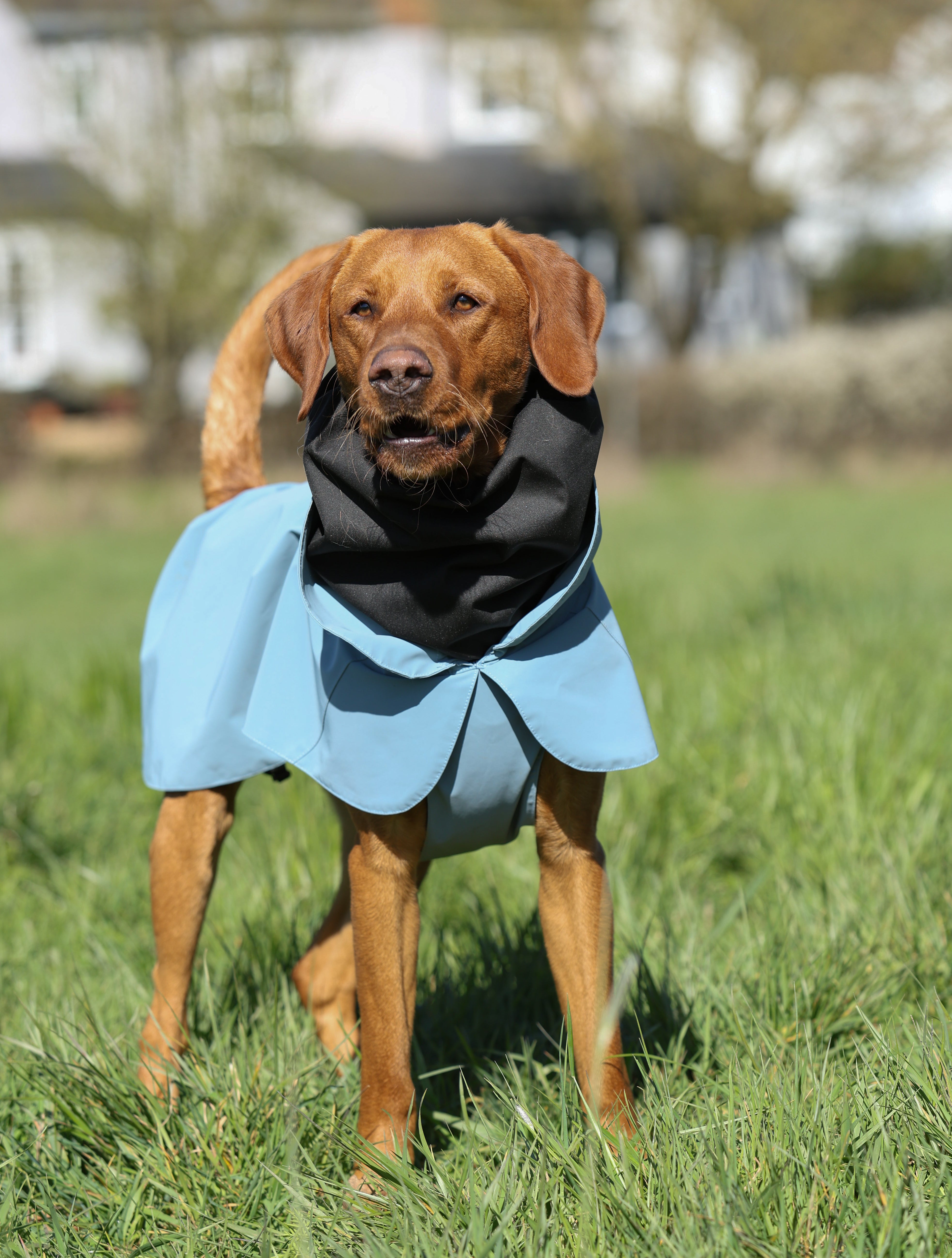 Waterproof Rainbow Reflective Raincoat for Dogs - Sky Blue - NEW!!