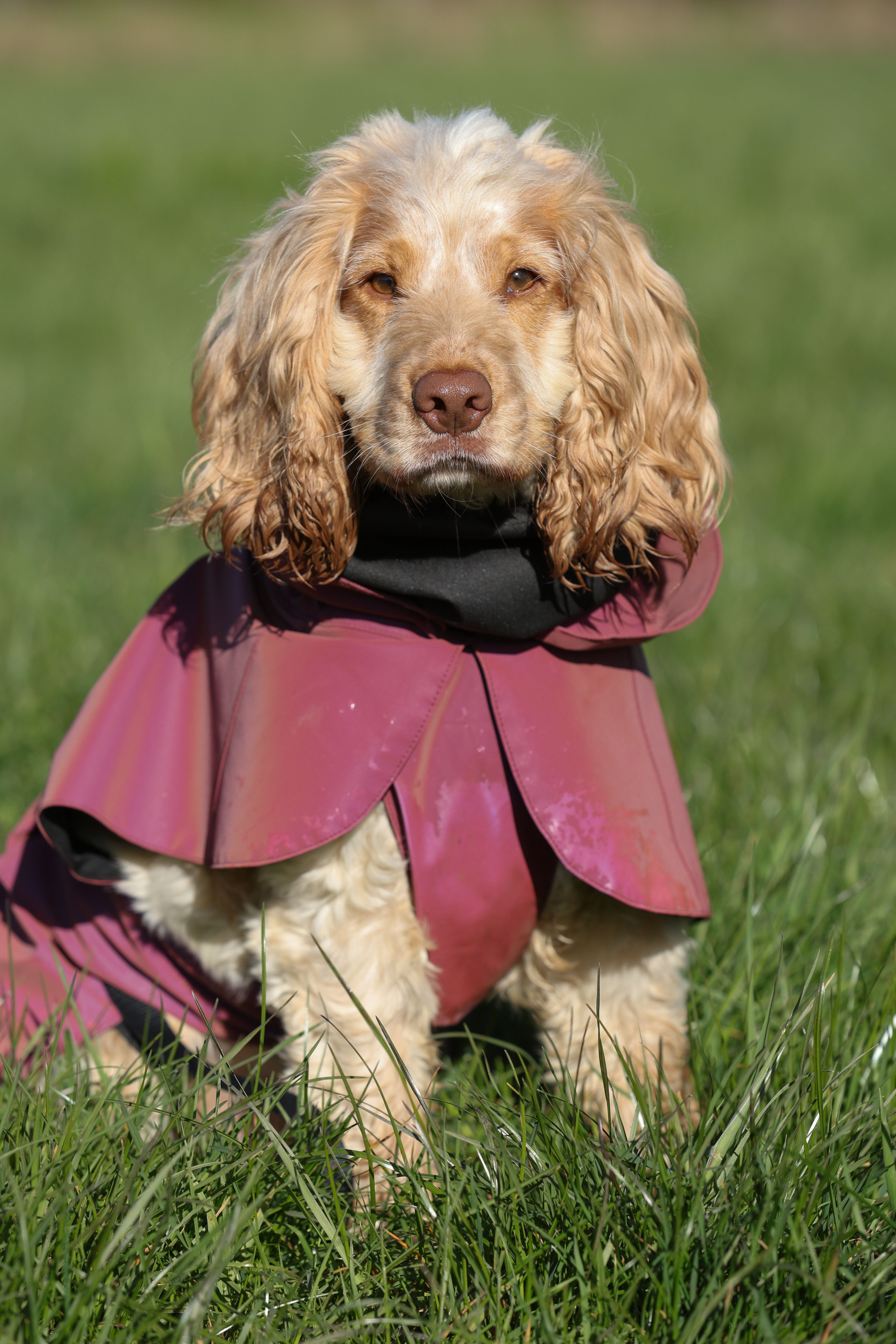 Waterproof Rainbow Reflective Raincoat for Dogs - Burgundy - NEW!!