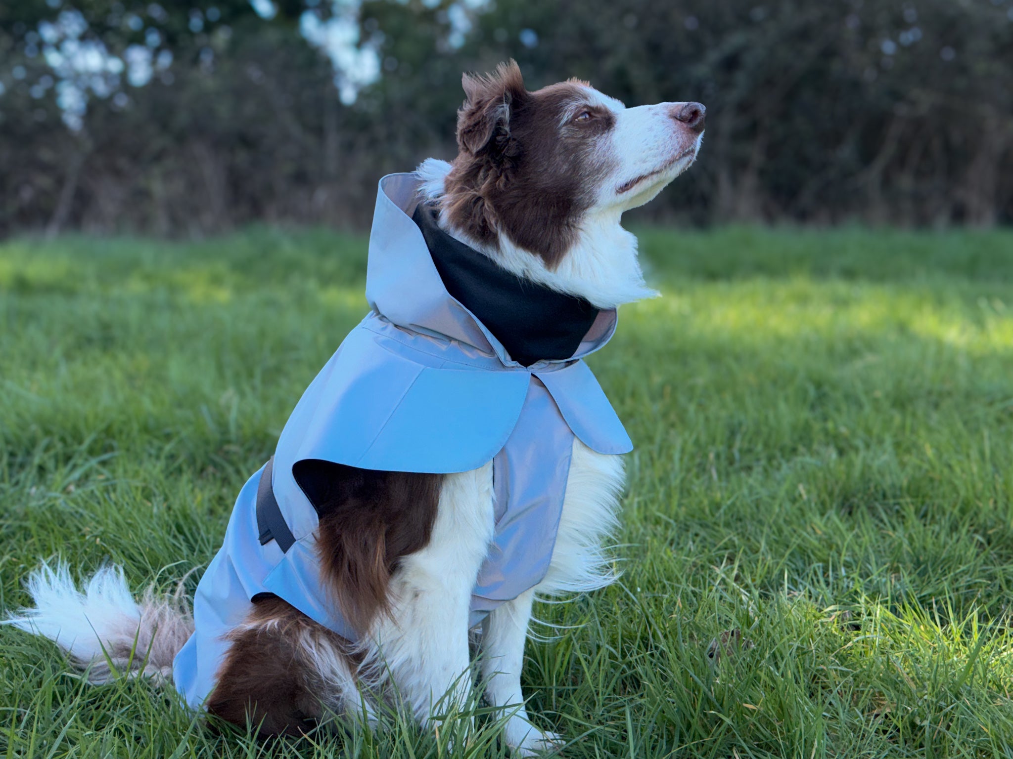 Waterproof Rainbow Reflective Raincoat for Dogs - Sky Blue - NEW!!
