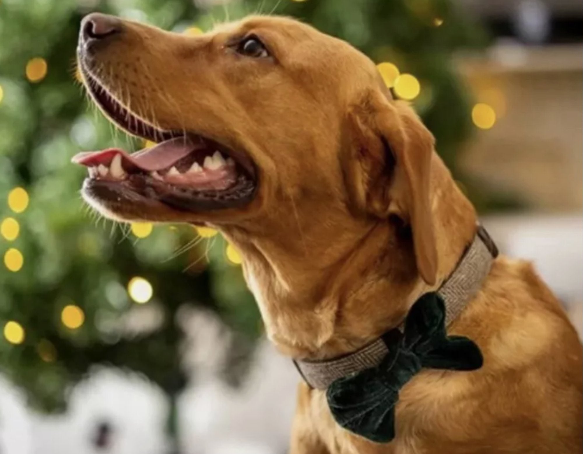 Christmas Dog Bow Tie - Pawdaw of London