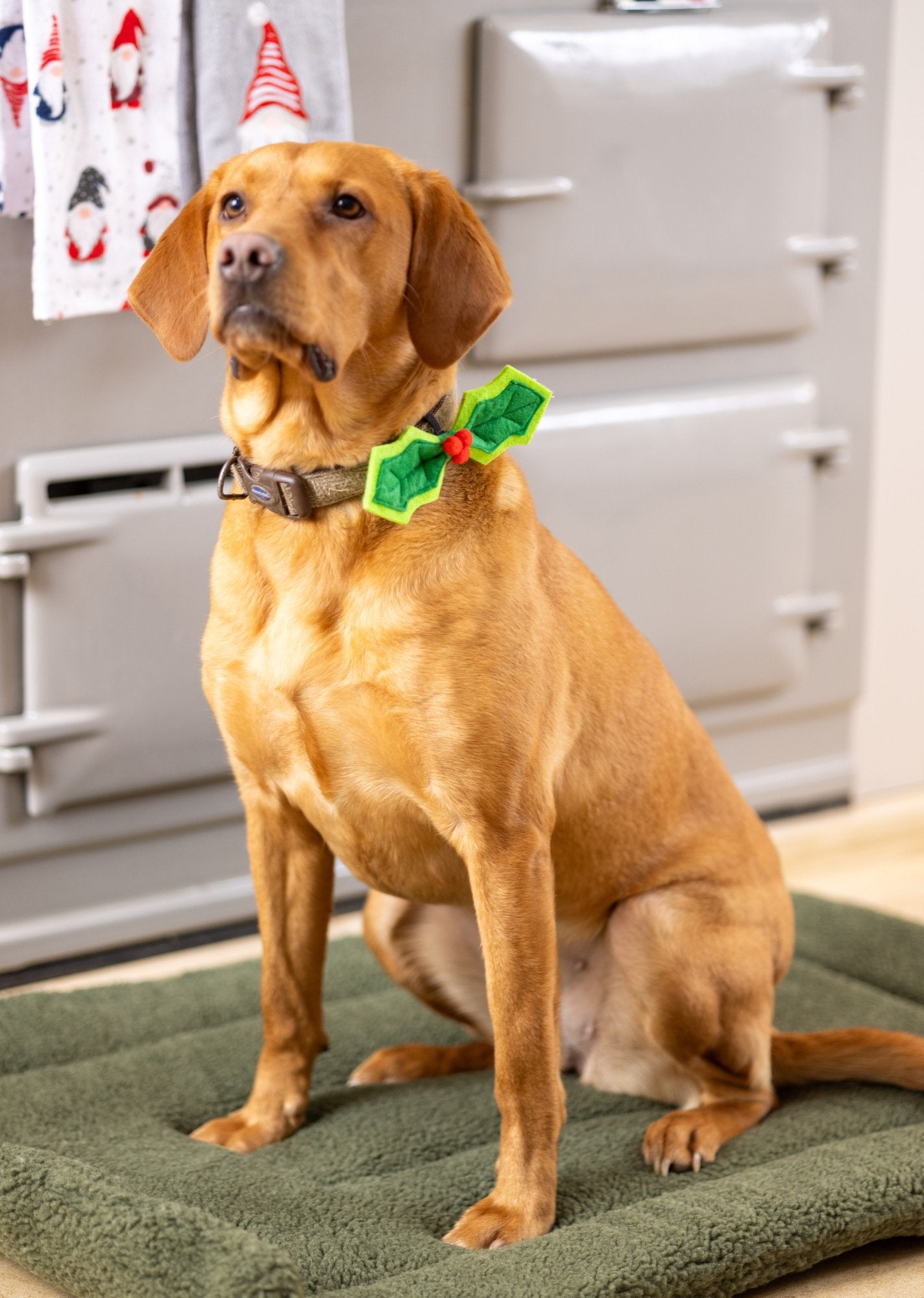 Christmas Dog Bow Tie - Pawdaw of London