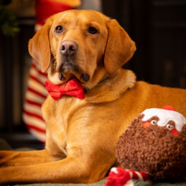 Christmas Dog Bow Tie - Pawdaw of London