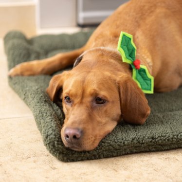 Christmas Dog Bow Tie - Pawdaw of London