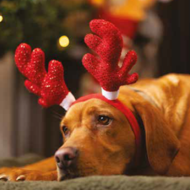 Christmas Sparkle Antlers Headband for Dogs